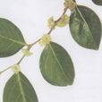 黑面神(大戟目大戟科植物) 黑面神(大戟目大戟科植物)
