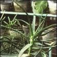 肝色芦荟 肝色芦荟
