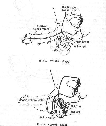 射精刺激阈 射精刺激阈