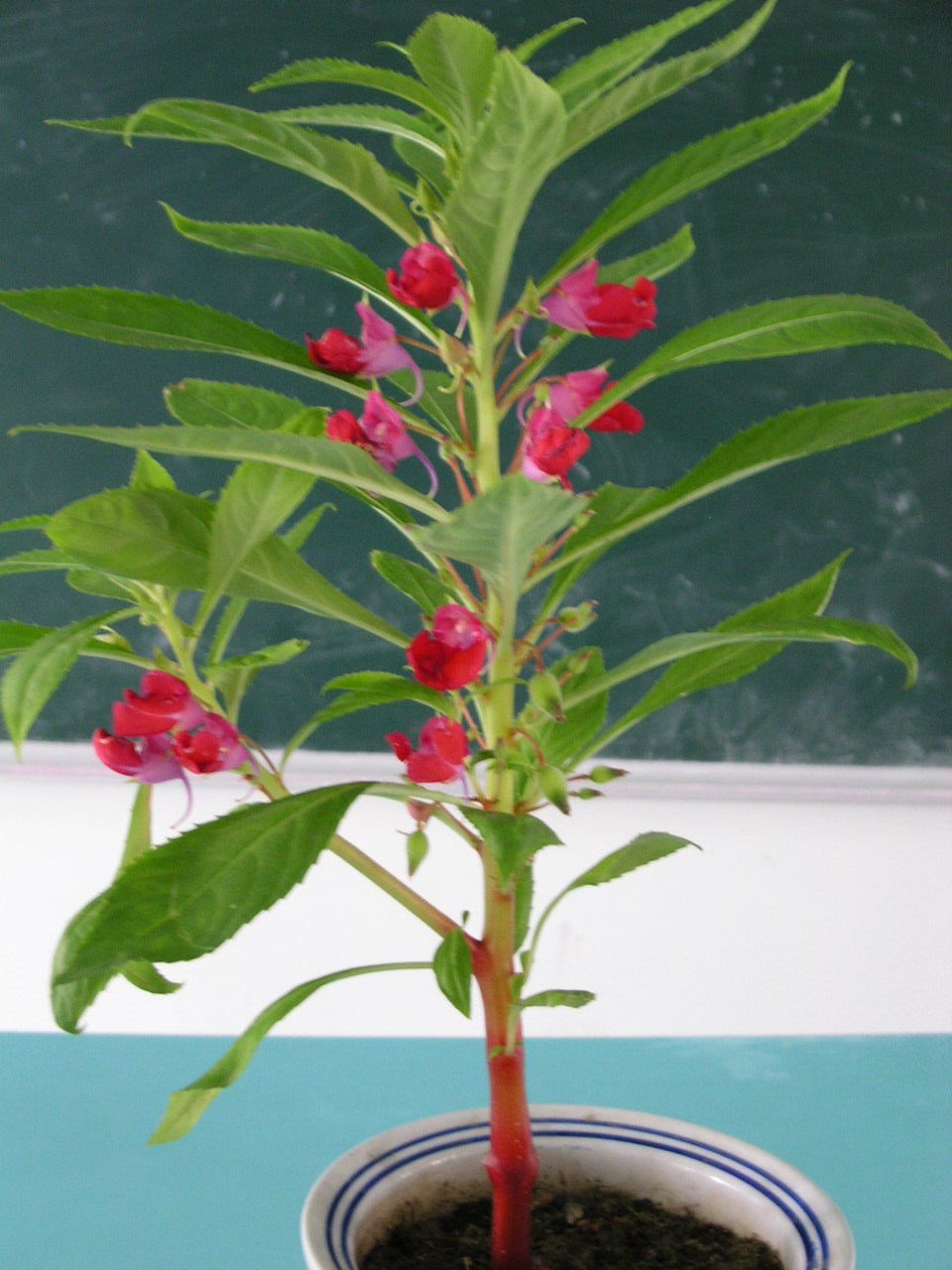 指甲花期 指甲花期