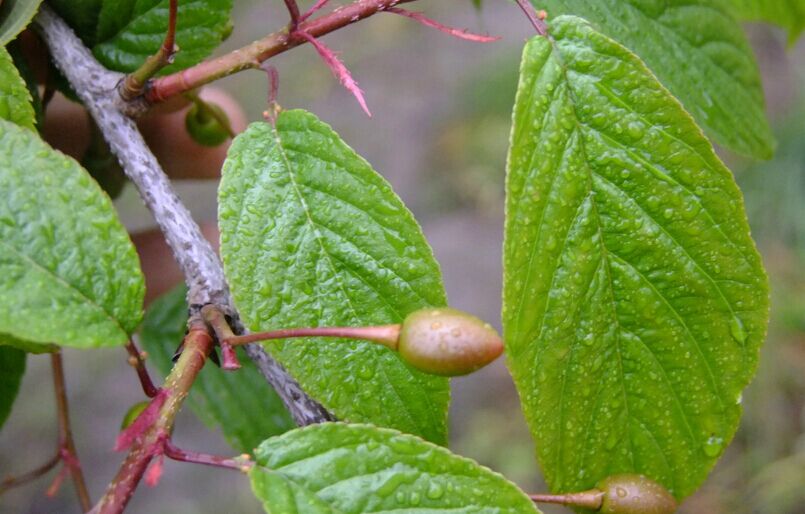 钟花樱 钟花樱