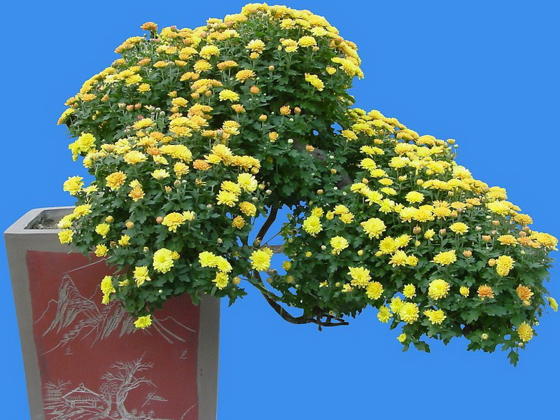 花卉盆景(绿意花卉) 花卉盆景(绿意花卉)