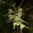 穗花捲瓣兰 穗花捲瓣兰