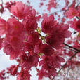 中国樱花 中国樱花