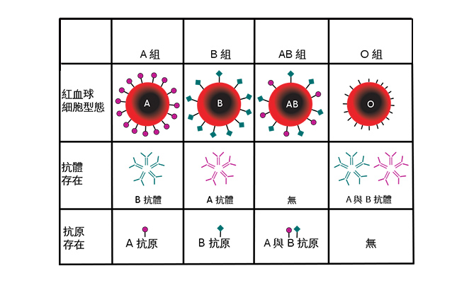 ABO血型系统 ABO血型系统