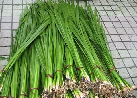 菖蒲叶 菖蒲叶