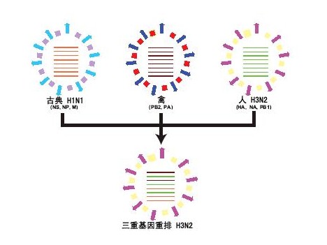 甲型H3N2流感 甲型H3N2流感