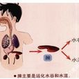 脾虚有湿 脾虚有湿