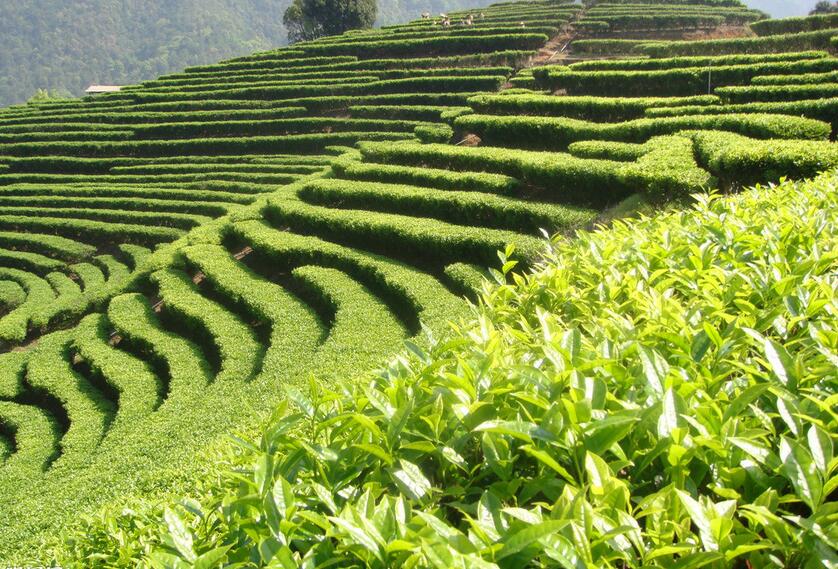 茶(中国传统饮品) 茶(中国传统饮品)