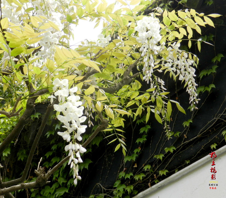 白花紫藤 白花紫藤