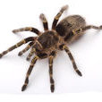 蜘蛛(spider(节肢动物名)) 蜘蛛(spider(节肢动物名))