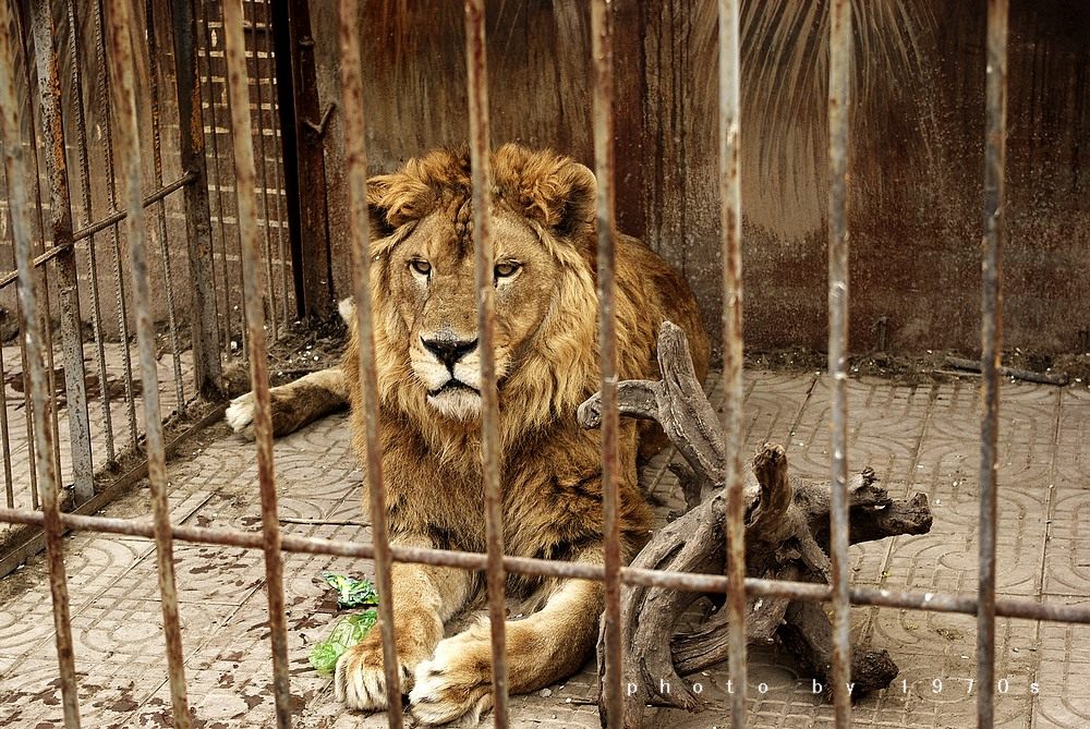 困兽(困兽 Zoo) 困兽(困兽 Zoo)