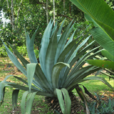 龙舌兰(常绿大型草本植物) 龙舌兰(常绿大型草本植物)