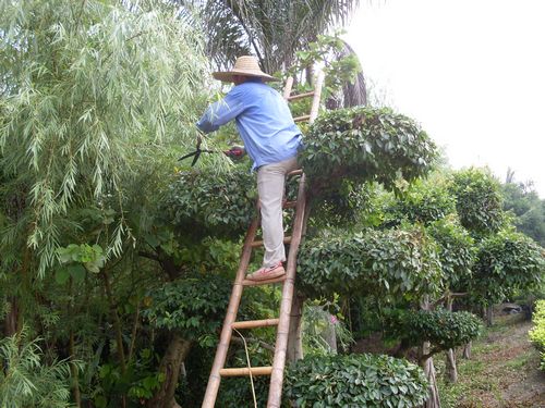花灌木 修剪与整形 花灌木 修剪与整形