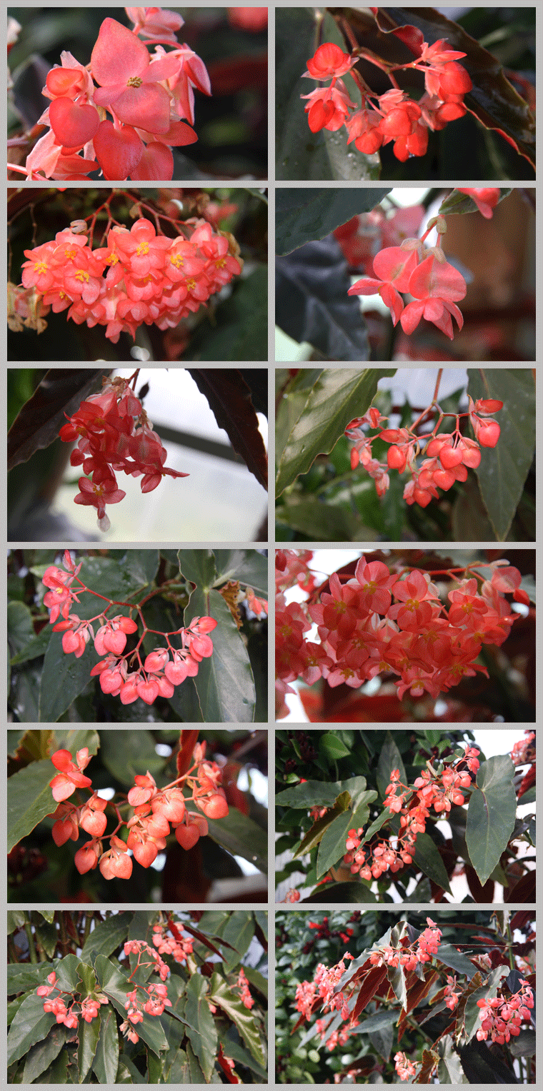 竹节秋海棠 竹节秋海棠