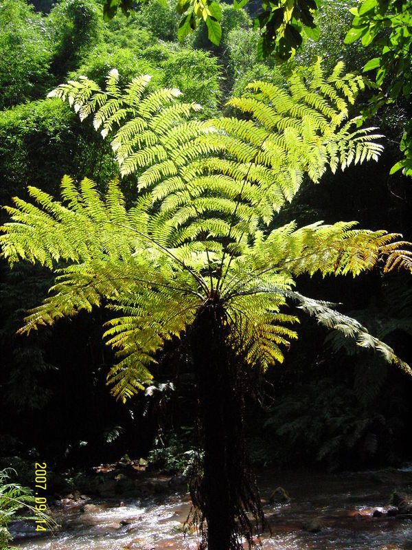 桫椤 桫椤