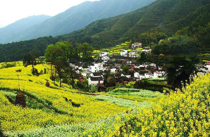 婺源油菜花 婺源油菜花