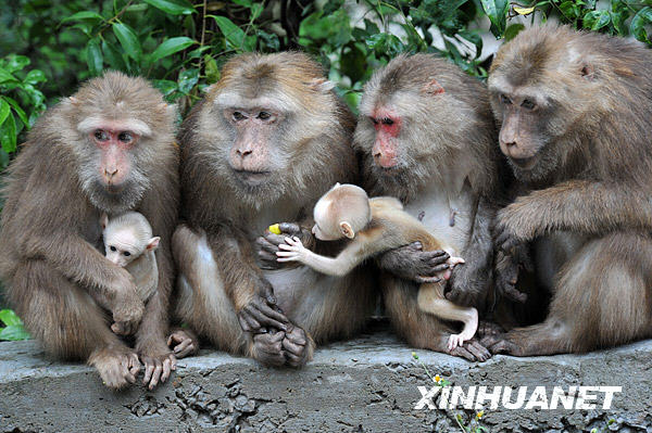乐峰赤壁生态风景区野生短尾猴 乐峰赤壁生态风景区野生短尾猴