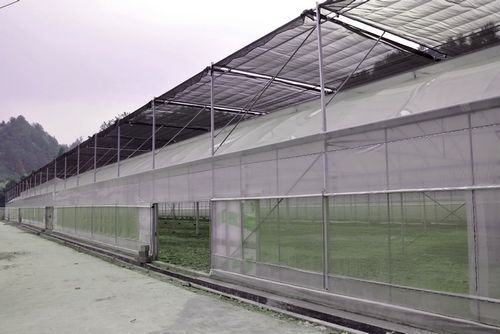 太坪镇大力发展烤菸 太坪镇大力发展烤菸