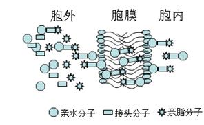皮米透胞转运示意图 皮米透胞转运示意图