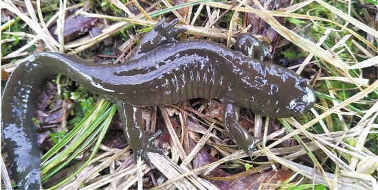 安吉小鲵 安吉小鲵
