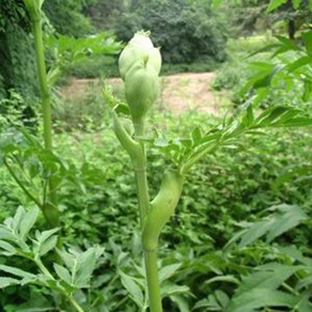 白芷叶 白芷叶