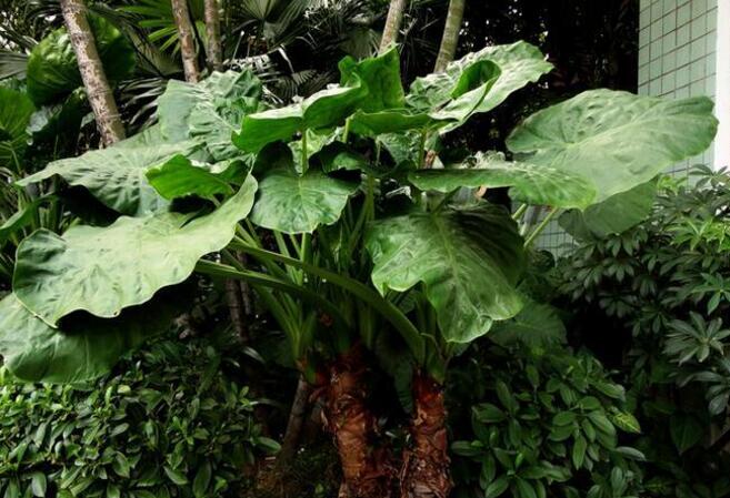 禹白附原植物 禹白附原植物