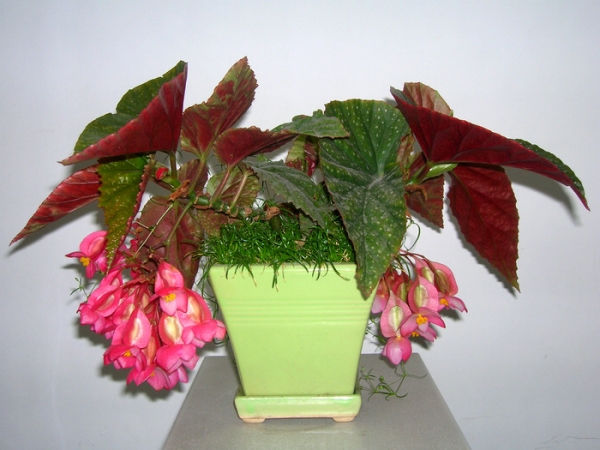 竹节秋海棠 竹节秋海棠