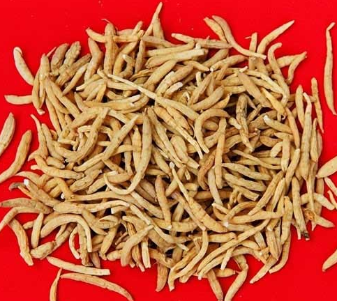 柘荣太子参 柘荣太子参
