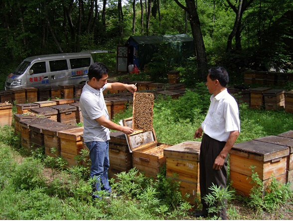 蜜蜂养殖 蜜蜂养殖