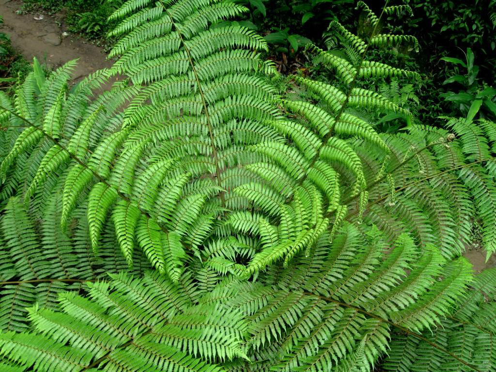 桫椤 桫椤
