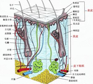 皮肤结构图 皮肤结构图