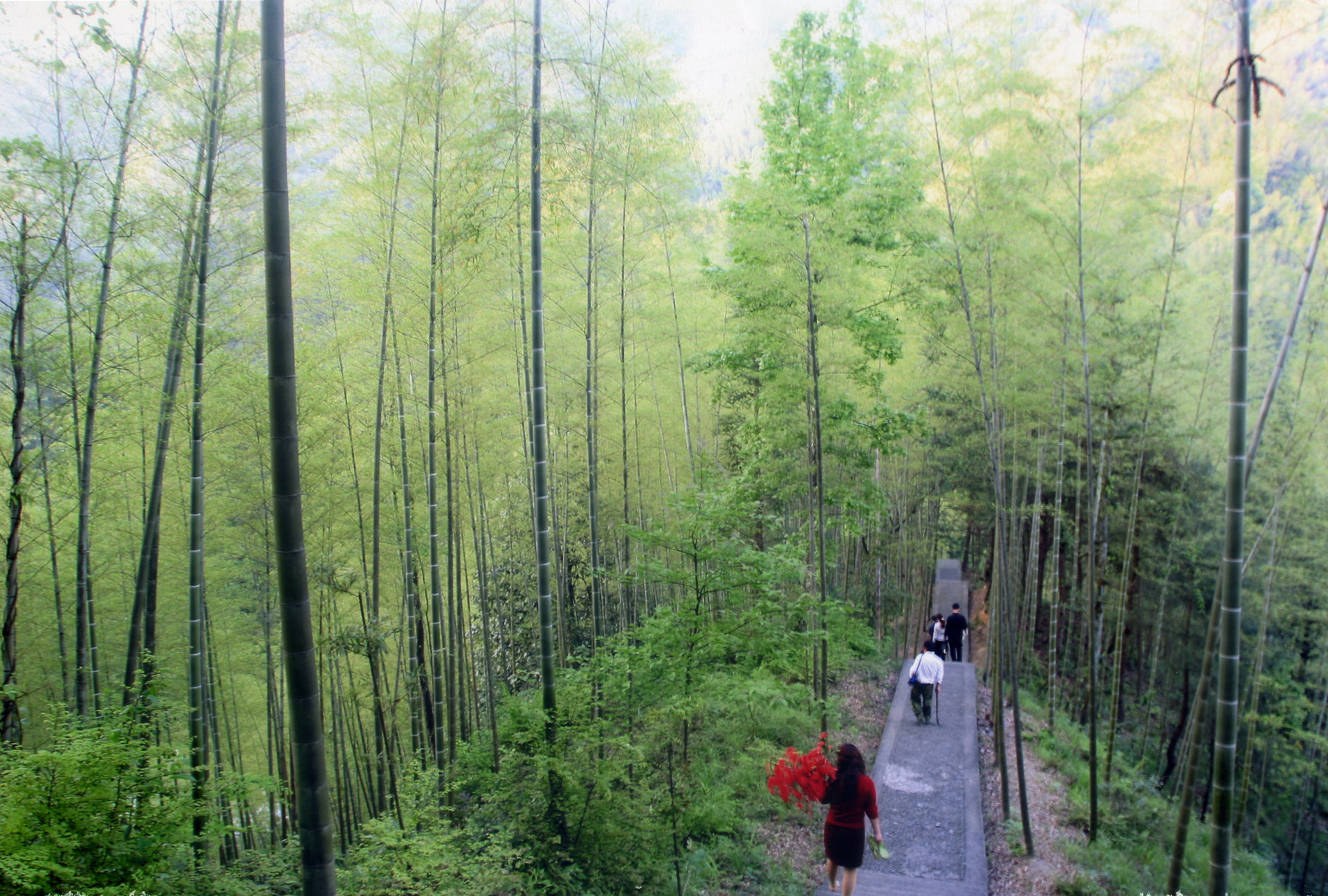 竹海旅游 竹海旅游