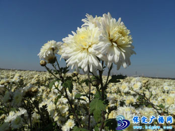 八大祁药 八大祁药