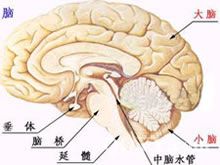 经单侧鼻腔蝶窦入路垂体腺瘤切除术 经单侧鼻腔蝶窦入路垂体腺瘤切除术