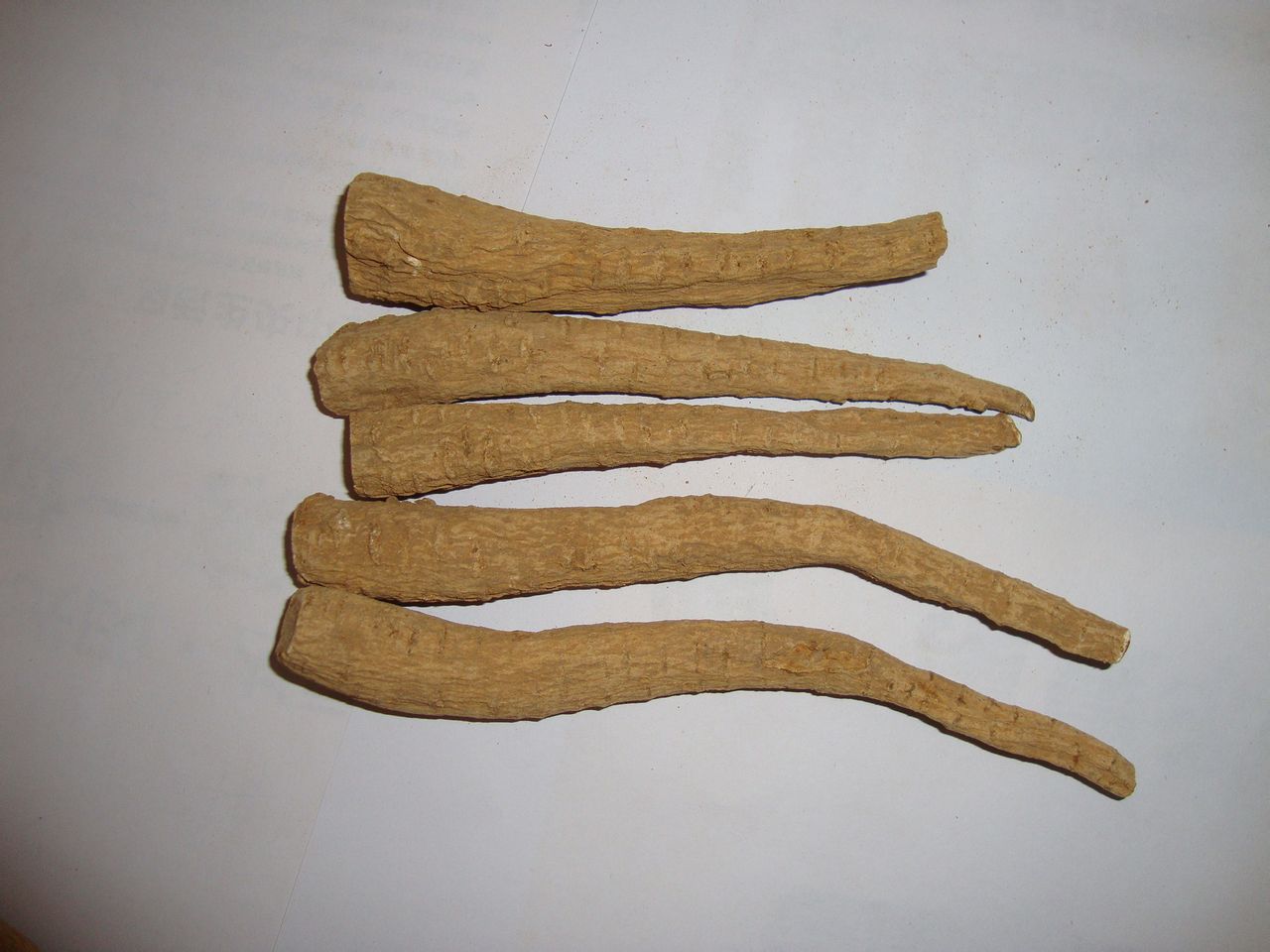 禹白芷 禹白芷