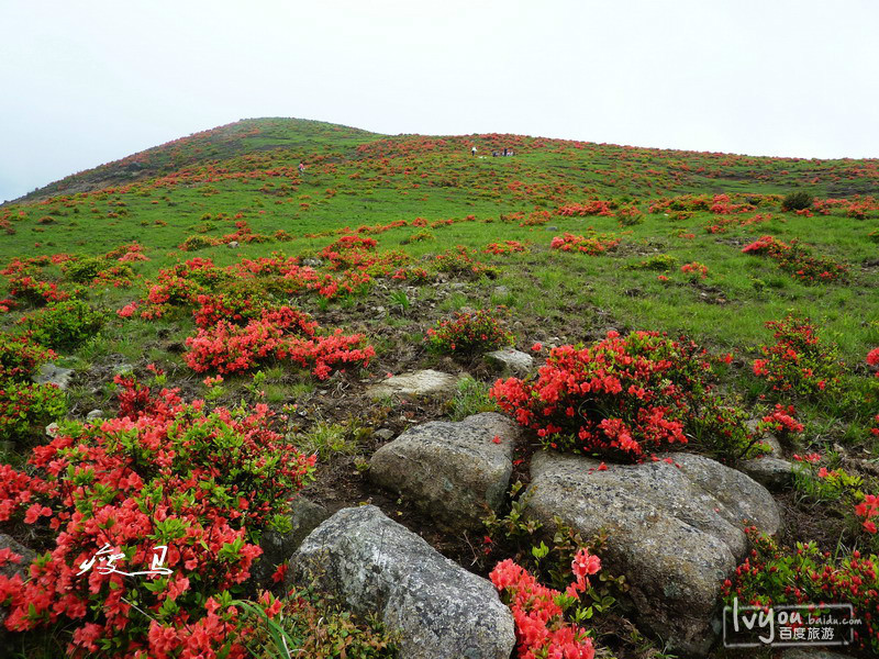 中国最美的高山杜鹃花兔耳岭