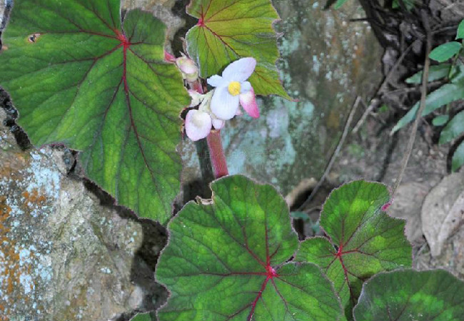 花叶秋海棠 花叶秋海棠