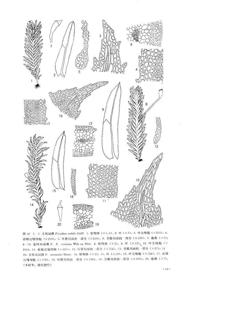异形凤尾藓 异形凤尾藓