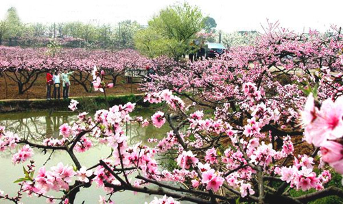 桃花故里 桃花故里