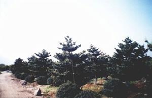 华南五针松 华南五针松