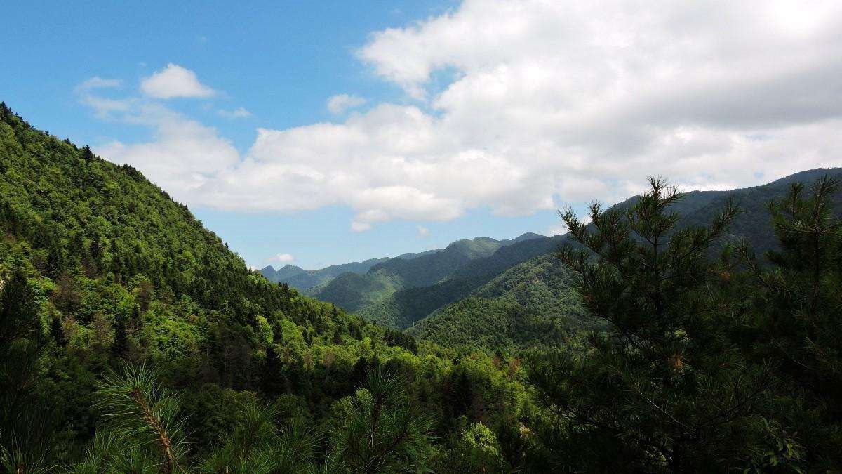 陕西平河梁国家级自然保护区 陕西平河梁国家级自然保护区