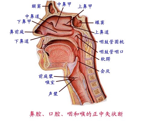 咽喉示意图 咽喉示意图