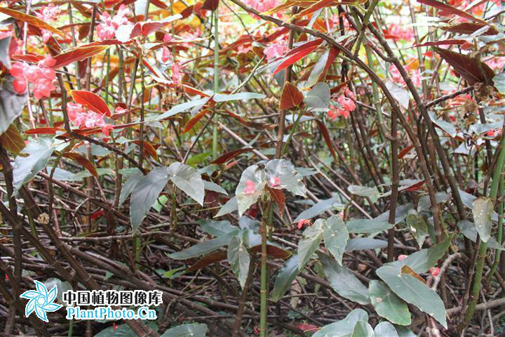 紫叶秋海棠(植物) 紫叶秋海棠(植物)
