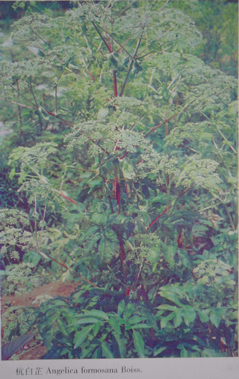 杭白芷-原植物图 杭白芷-原植物图
