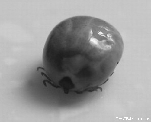 人粒细胞无形体病 人粒细胞无形体病