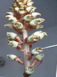 授粉 授粉