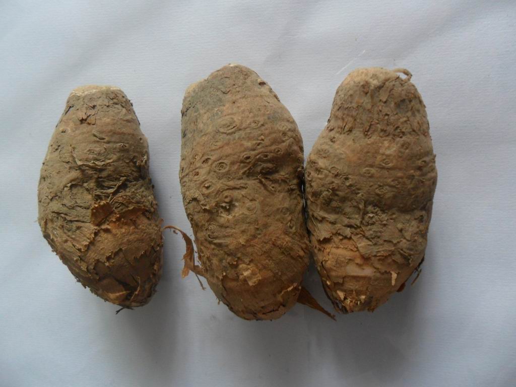 丁毒豆 丁毒豆