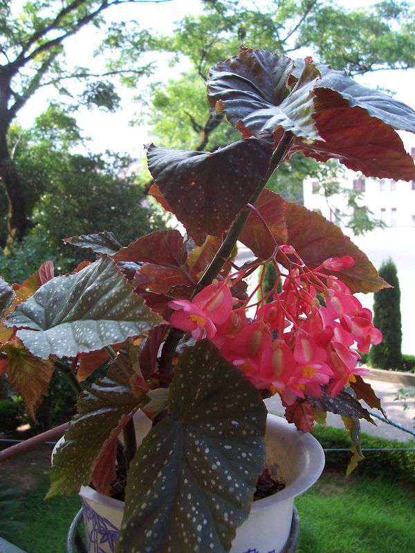 竹节秋海棠 竹节秋海棠