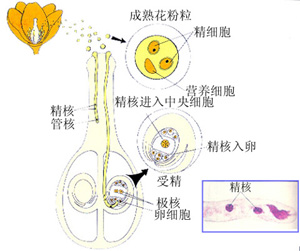授粉 授粉